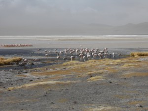 Flamingos at Laguna Colorada (c) Shafik Meghji