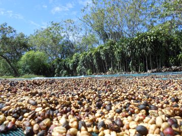 beans-drying